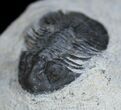 Bargain Platyscutellum Trilobite From Morocco #2004-4